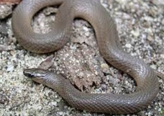 Seeing a Gray Snake in a Dream: Meaning & Interpretation