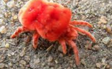 red insect dream meaning