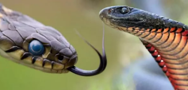 Red Snake Dream Meaning: Symbolism, Water & Warnings