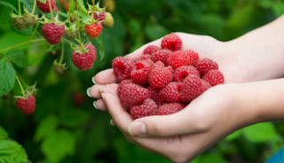 Raspberry Dream Meaning: Interpretations of Raspberries & Raspberry Jam