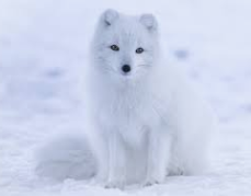 fox dream meaning, seeing a white fox in dream, dreaming of a fox cub, pack of foxes dream interpretation, spiritual meaning of fox in dreams