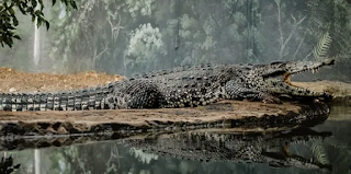 Real Meaning of Scary Crocodile Dreams: Symbolism & Interpretations