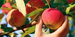 Gathering Fruit from a Tree Dream Meaning: Red Fruit & Dry Trees